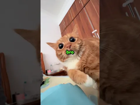 Cats Love To Ambush 😹😭 #cat #funny