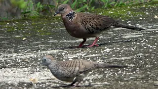 burung tekukur dan perkutut di halaman rumah