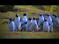 Download Lagu Best of Funny Penguins 😊🐧 Funny And Cute Penguins (Full) [Funny Pets]