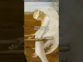 Download Lagu The wounded angel by Hugo Simberg #history #art #painting