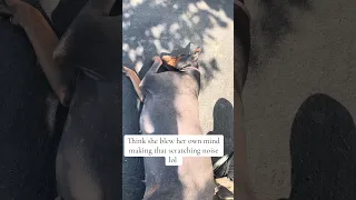 Was that me !? Hahaha #Fyp #dream #doberman #pets