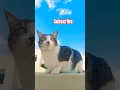 2 Beautiful Views❤️😻😂#cat #prettycat #cutecat #cats #catshorts #catvideos #funnycats #catsfun #viral