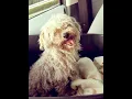 Prescott MaltiPoo rescue transformation