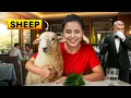 I Tested the Limits of Pet Friendly Restaurants