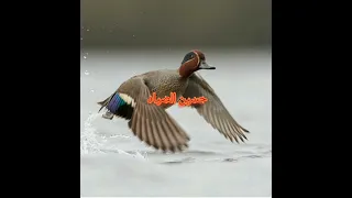 جديد صوت حذاف حسب طلب احد الأخوه 