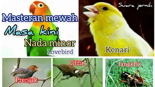 masteran mewah paling dicari suara jernih lovebird kenari cililin jangkrik prenjak ngetir
