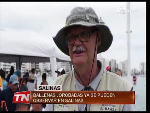 Ballenas jorobadas ya se pueden observar en Salinas