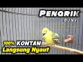 Download Lagu Sirtu Cipoh Gacor‼️Penarik Bunyi Cipoh Diam 💯% Kontan Langsung Nyaut@ruyukchannel 
