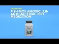 Fish Mox Forte - Amoxicillin 500 mg 100 Count
