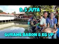 Download Lagu Mancing borongan gurame babon 8 kg up‼️senar banyak yang putus | 9,5 juta 10 peserta