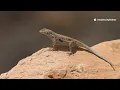 1 3 The Whiptail Lizard That Gave Up Males Parthenogenesis hybridization