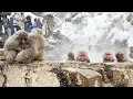 Snow Monkey Park in Japan A hot spring shared with wild monkeys