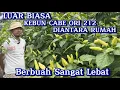 Download Lagu ORIGINAL CABE RAWIT 212: AN AMAZING GARDEN BEHIND THE HOUSE