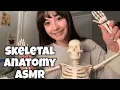 Skeletal System for Human Anatomy Physiology Slow LoFi ASMR