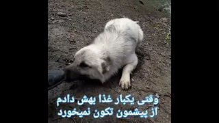 وفای سگ واقعا چیز عجیبیه سگ سگ گله سگ شکاری وفای سگ ذات روستا طبیعت تالش شمال گالش چکمه  وفای سگ واقعا چیز عجیبیه سگ سگ گله سگ شکاری وفای سگ ذات روستا طبیعت تالش شمال گالش چکمه