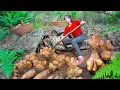 Download Lagu Harvesting 1000+ Wild Tubers Under Rock Go to Market Sell, Live with Nature | Phuong Harvest Life