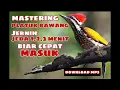 Download Lagu MASTERAN PLATUK BAWANG.JERNIH JEDA 1.2.3. MENIT