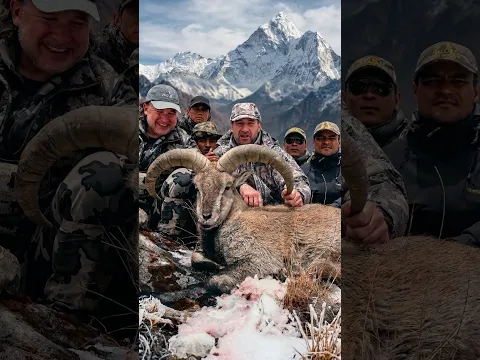 Охота на Голубого барана в Непале 🎯