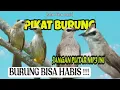 Download Lagu Suara Pikat Burung Trucukan Ampuh Terbaru 2023 || Suara Pikat Paling Dicari (bagian 1)