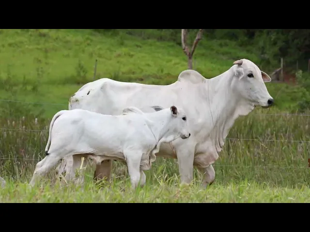 Matriz Nelore ACSM - 162