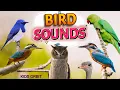 Download Lagu Suara dan Nama Burung | Kicau Burung | Kompilasi Suara Burung | Pelajari Nama Burung