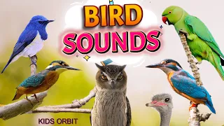 bird sounds and names birds chirping birds sounds compilation learn bird names