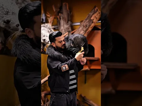 Beautiful Bear Cat on My Shoulder | Nouman Hassan