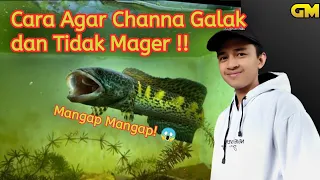 4 cara agar channa galak dan tidak mager