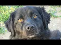What If Staying Together Means Waiting Forever Two Rescue Dogs