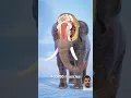 Download Lagu How strong is an elephant trunk #truth #education #informative #shorts #shortsfeed