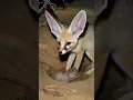 Download Lagu Caring for young in the wild |#splants #wildlife #shorts