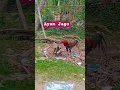 Download Lagu Ayam Jagoo #laguanak #kukuruyuk #ayam #ayamberkokok #animals #ayamberkualitas