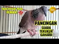Download Lagu Suara Tekukur Gacor Juara Memanggil Lawan Agar Bunyi #13