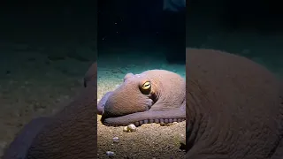 عيال جديده لانج   الاخطبوط دندنها