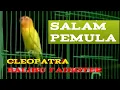Download Lagu Lovebird Cleopatra balibu gacor dan faihgter