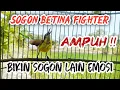Download Lagu SOGON BETINA PIKAT FIGHTER‼️ AMPUH BIKIN SOGON MANAPUN LANGSUNG NYAUT BUNYI DAN EMOSI