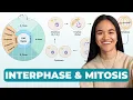 Cell Cycle Interphase Mitosis Cell Biology