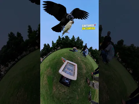 Crow Attacked Chitti’s RC Car… What Happened Next? 😱 #shorts #chitti #viral #talkingparrot