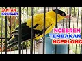 Download Lagu Burung kepodang emas gacor !!! Suara kepodang gacor ini bisa di jadikan pancingan podang malas bunyi