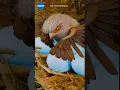 Download Lagu Cara induk burung penduline melindungi telurnya dari ular