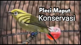pleci maput muria konservasi usia 5 blan rol nembak