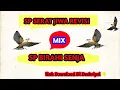 Download Lagu SP SERAT JIWA REVISI MIX SP BIRAHI SENJA||SUARA PANGGIL WALET RESPON