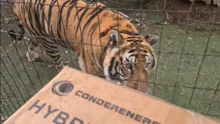 I got one! Just in time for My birthday!