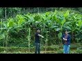 Lagu Pao heeft een bananenplantage aangelegd in de hoop op een rijke oogst volgend seizoen.