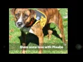 Oct 19 2014 Phoebe Needs A Forever Home Through FOLAS