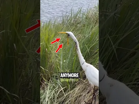 Animals That Were Unable to Escape a Terrible Fate.