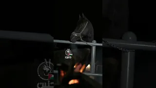 اجمل نغمه رنين هاتف يبحث عنها الجميع دعاء ل اخواننا في جنين حالات واتساب حزينة نغمات حزينة 