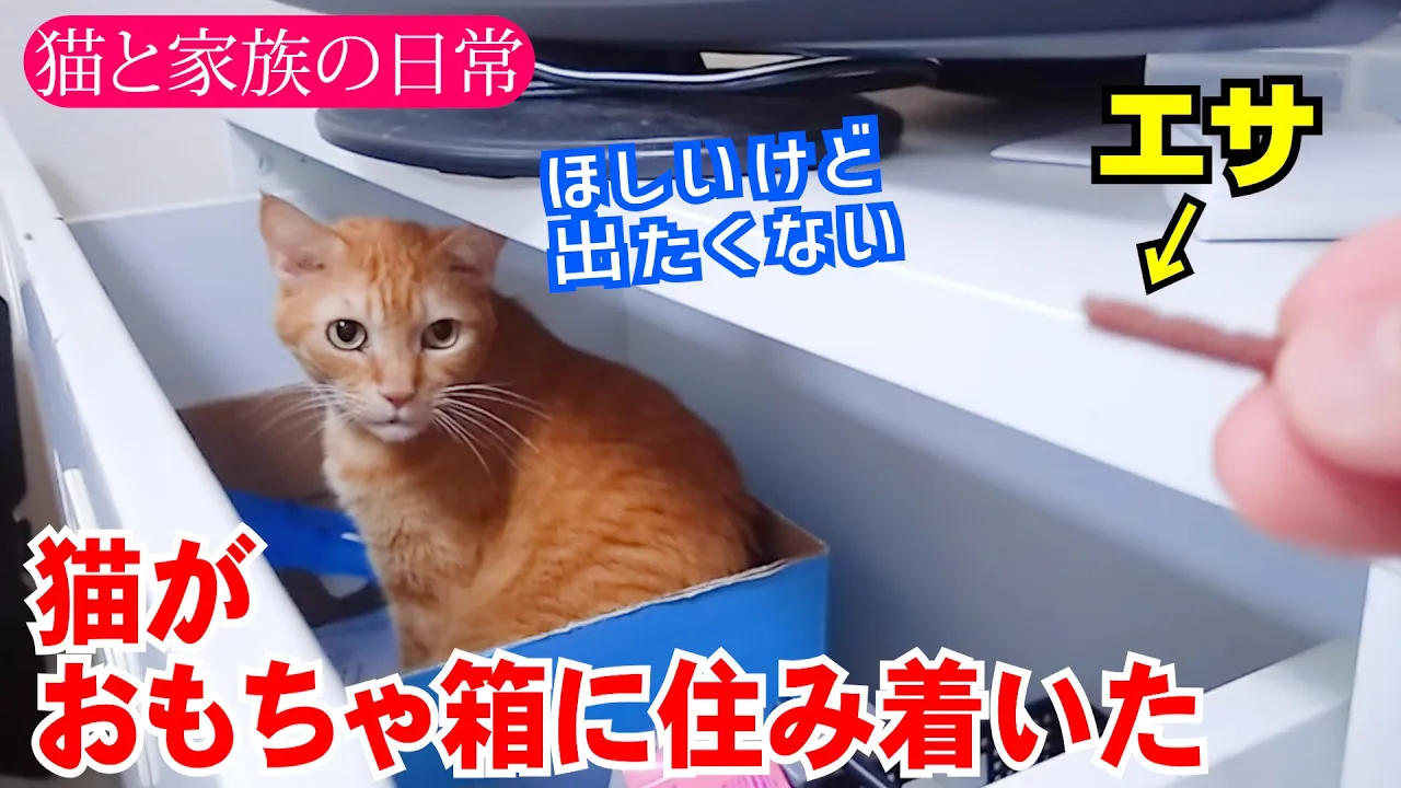 猫がおもちゃ箱に住み着いた！