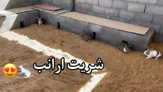 خلصت العشه وشريت أرانب جديده   دندنها
