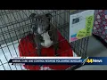 Evansville animal shelter burglary dog taken doors smashed